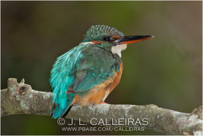 kingfisher