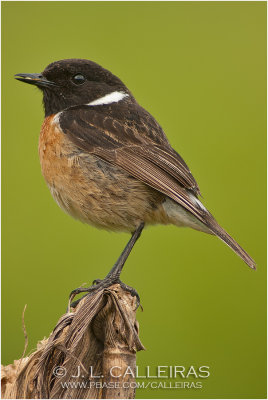 Tarabilla Comn (Saxicola torquata)