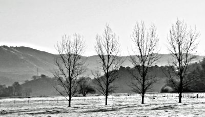 Trees In A Frozen Field