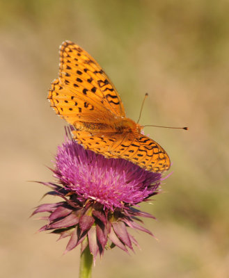 Western Fritillary