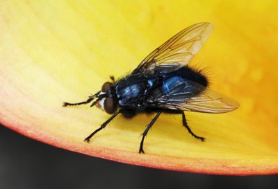 Blowfly, genus Lucilia