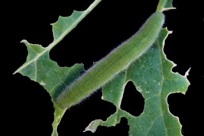 Cabbage worm