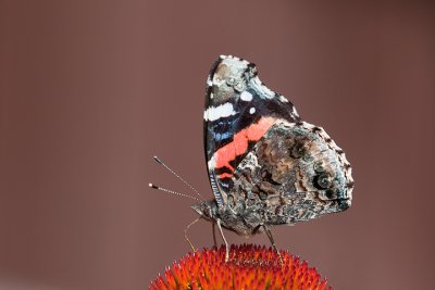 Red Admiral  (vanessa atalanta)