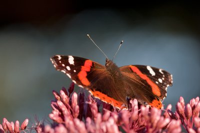 Red Admiral (vanessa atalanta)