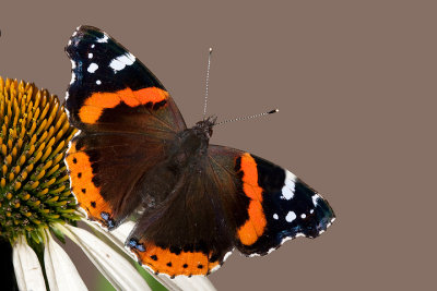 Red Admiral (vanessa atalanta)