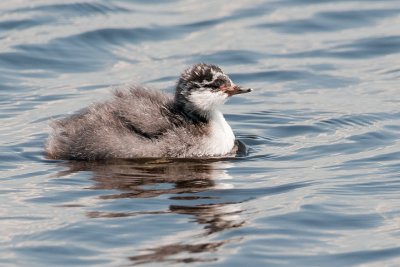 Eared Grebe, juvenile