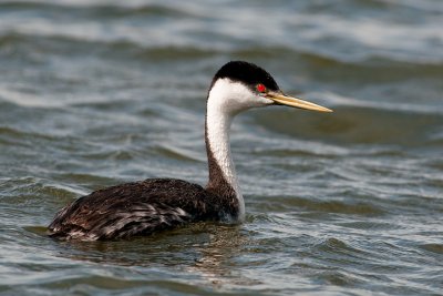 Western Grebe, Last Mountain Lake, Saskatchewan