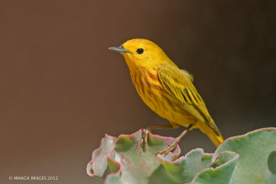 Yellow Warbler, male