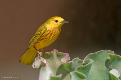 Yellow Warbler, male