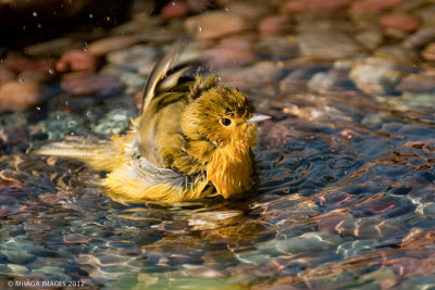 Bathing Yellow Warbler