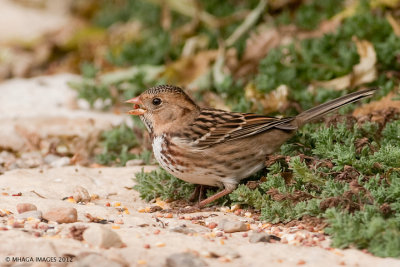 Harris's Sparrow, fall