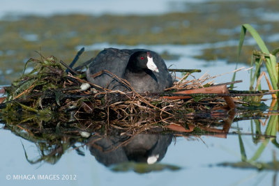 Nesting American Coot