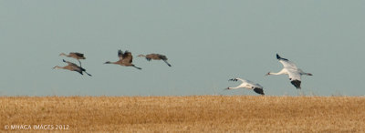 Two Whooping Cranes with some Sandhill Cranes