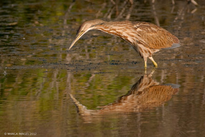 Bitterns, Herons and Egrets