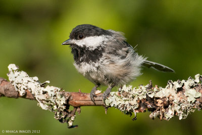 Juvenile Black-capped Chickadee