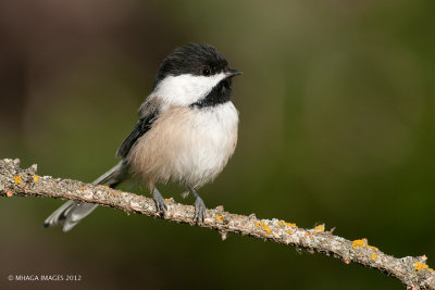 Black-capped Chickadee