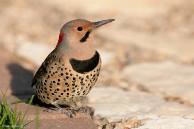 Northern Flicker, yellow shafted