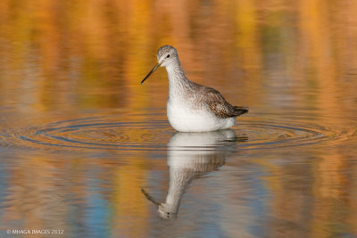 Greater Yellowlegs