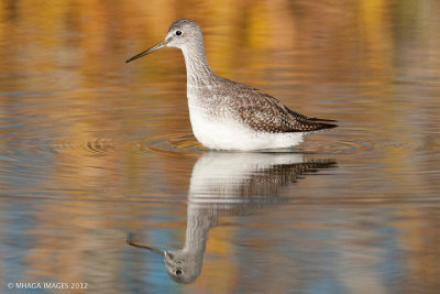 Greater Yellowlegs