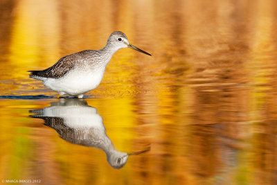 Greater Yellowlegs