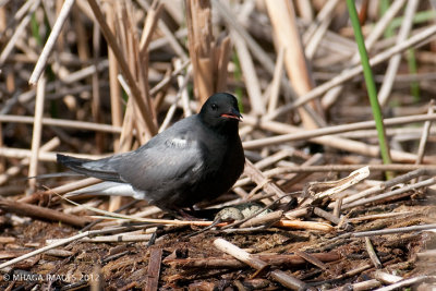 Nesting Black Tern