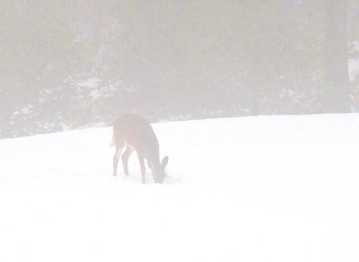 Hungry doe on a cold foggy morning.JPG