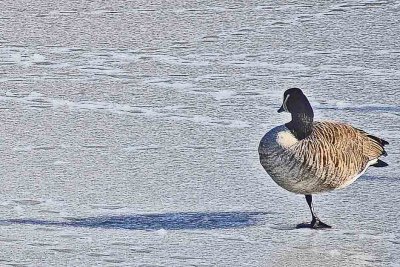 One legged goose