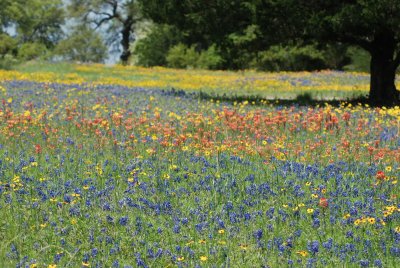 Bluebonnet field