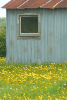 Wild flowers