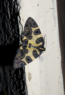 Moths of Tendayapa