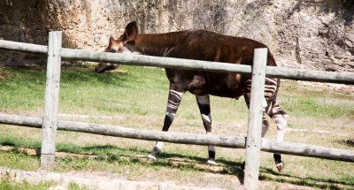 Zebra!, yelled Seth. .jpg