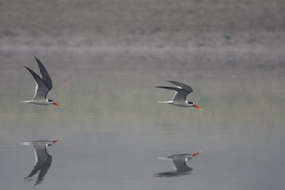 Indian skimmer