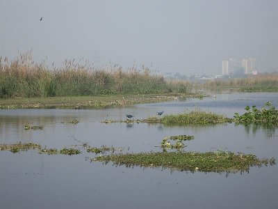 Okhla Bird Sanctuary-New Delhi