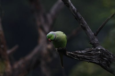 Rosy-ringed parakeet