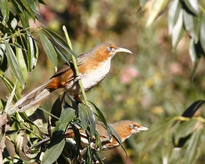 Rusty-Cheeked Scimitar Babbler