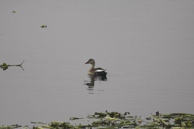 Spot-Billed Duck