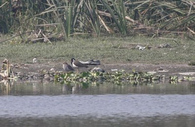 White-tailed Lapwing