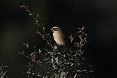 Black-Throated accentor