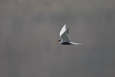 Black-bellied tern