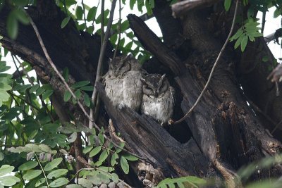 Collared Scops owl