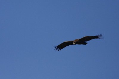 Steppe eagle