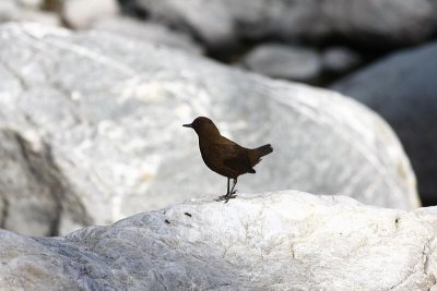 Brown Dipper