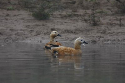 Ruddy Shelduck