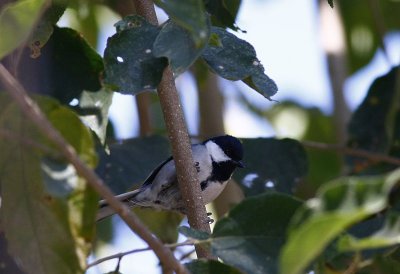 Great tit