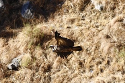 Himalayan Griffon