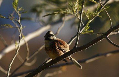 White-capped bunting