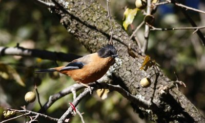 Rufous sibia