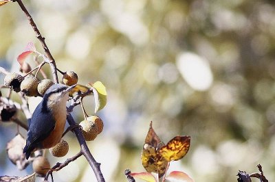 White-tailed nuthatch