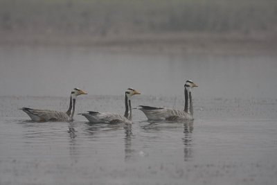 Bar-headed goose