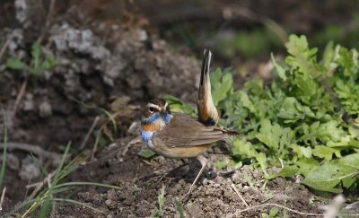 Bluethroat